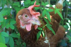 Henrietta, one of my ex-barn girls